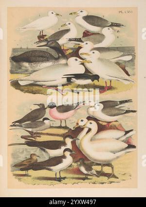 The birds of North America New York, 1903, birds, North America, pictorial works, Pagophila eburnea, Ivory Gull, Larus brachyrhynchus, Short-billed Gull, Larus californicus, California Gull, Larus delawarensis, Ring-billed Gull, Larus glaucescens, Glaucous-winged Gull, Larus glaucoides, Iceland Gull, Larus hyperboreus, Glaucous Gull, Fregetta grallaria, White-bellied Storm Petrel, Gavia pacifica, Pacific Loon, Anous stolidus, Brown Noddy, Sterna paradisaea, Arctic Tern, Leucophaeus pipixcan, Franklin's Gull, Rissa brevirostris, Red-legged Kittiwake, Rissa tridactyla, Black-legged Kittiwake, An Stock Photo