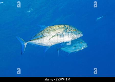 bluefin trevally, Caranx melampygus, Port Ghalib, Marsa Alam, Egypt, Red Sea, Indian Ocean Stock Photo