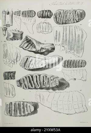 Transactions of the Zoological Society of London, London, Published for the Zoological Society of London by Academic Press, Zoology, The illustration displays a series of detailed anatomical studies of various mollusk shells, showcasing their distinct shapes and textures. Each shell is meticulously rendered to highlight features such as ridges, grooves, and overall contour, providing insight into the diversity of shell morphology. Numbered annotations accompany each specimen, likely serving to categorize and provide additional information about the specific types of mollusks represented. This Stock Photo