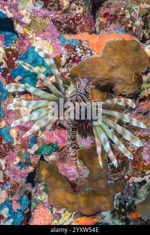 red lionfish, Pterois volitans, Port Ghalib, Marsa Alam, Egypt, Red Sea, Indian Ocean Stock Photo