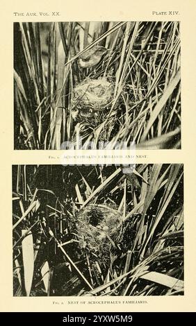 The Auk Washington, D.C. American Ornithologists' Union etc. 1884- birds periodicals millerbird nests eggs Acrocephalus familiaris, The scene displays two illustrations of a bird's nest associated with the species Acrocephalus familiaris. The upper section depicts the nest situated among tall grasses, with a focus on the natural surroundings that provide concealment and protection. The lower section showcases a close-up of the nest itself, revealing the structure and materials used by the bird to create a safe environment for its eggs or young. Both illustrations emphasize the intricate detail Stock Photo