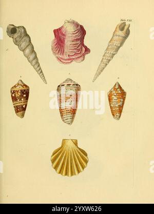 G. W. Knorr, Verlustiging der oogen en van den geest, of Verzameling van allerley bekende hoorens en schulpen, die in haar eigen kleuren afgebeeld zyn, Te Amsterdam, By de erven van F. Houttuyn,1770-1775, shells, A collection of various seashells arranged artistically on a pale background. The top row features three distinct shell types: one long, spiraled shell in shades of grey, a beautifully flared shell with soft pink hues, and another elongated, ridged shell with intricate surface patterns. The middle row presents two unique shell forms; one is bulbous with a striking arrangement of strip Stock Photo