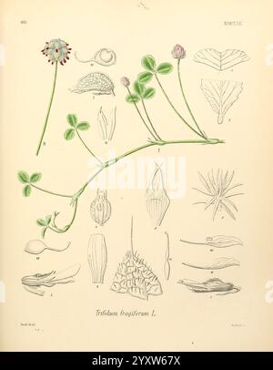 The illustration depicts various stages and sections of amphibian ...