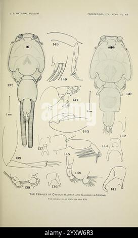 North American parasitic copepods belonging to the family Caligidae, Washington, Govt. Print, 1905-, North America, Copepoda, Caligidae., This illustration showcases various anatomical features of female specimens from the species Caligus belones and Caligus latriprons. It includes labeled diagrams highlighting key structures such as the cephalothorax, antennae, and limbs. Numbers indicate different anatomical parts, with details providing insight into the morphology of these marine crustaceans. This reference serves as a detailed guide for researchers studying the biology and taxonomy of thes Stock Photo