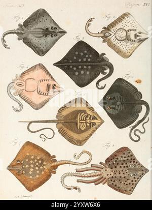 Porte-feuille instructif et amusant pour la jeunesse, À Vienne, Chez Antoine Pichler, 1807, Natural history, Juvenile works, Woods Hole, A detailed illustration showcasing various species of rays, each displayed in a unique orientation to highlight their distinct shapes and characteristics. The illustration includes detailed labels for each figure, indicating different species, emphasizing features like body shape, coloration, and fin structure. The rays are depicted with intricate line work, showcasing their anatomical details, including the placement of eyes and mouth. Some species exhibit n Stock Photo