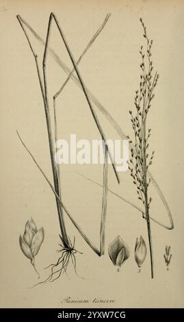 Species Graminum, Petropoli, Impensis Academiae Imperialis Scientiarum, 1828-1836, Gramineae, pictorial works, grasses, An illustration showcasing various parts of the Panicum tennus plant. The composition includes elongated grass blades, a detailed depiction of the flowering stalk, and individual representations of the roots and leaf buds. The intricate lines highlight the plant's anatomy, emphasizing the delicate structure of the inflorescence and the overall arrangement of the elements, creating a clear educational reference for botanical studies. Stock Photo