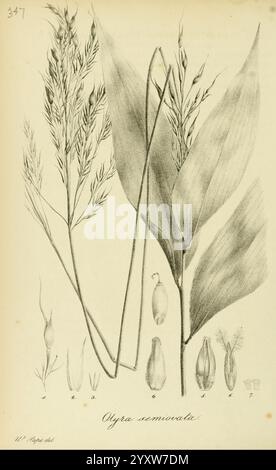 Species, Graminum, Petropoli, Impensis, Academiae, Imperialis, Scientiarum, 1828-1836, Gramineae, pictorial works, grasses, The illustration features the plant species Olyra semivarata. It showcases the intricate details of its elongated leaves and slender stems, accompanied by depictions of the plant's flowering structure and seeds. Various stages of the seed development are presented, each labeled for clarity, highlighting the botanical characteristics. The illustration emphasizes the lush foliage and the delicate features of the flowers, contributing to an understanding of this particular g Stock Photo