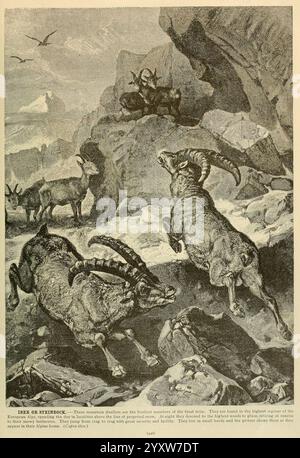 Brehm's Life of Animals, Volume 1, Mammalia Chicago, Marquis, 1895. sheep, mammals, ibex, steinbock, animal behavior alpine ibex, capra ibex, The scene depicts a dramatic moment in nature, showcasing several majestic mountain goats, known for their impressive horns and agility on rocky terrain. One goat is captured mid-leap, showcasing its powerful legs and vibrant energy as it navigates the steep landscape. In the background, additional goats can be seen perched confidently on the cliffs, blending harmoniously with the rugged environment. The setting includes towering mountains and steep rock Stock Photo