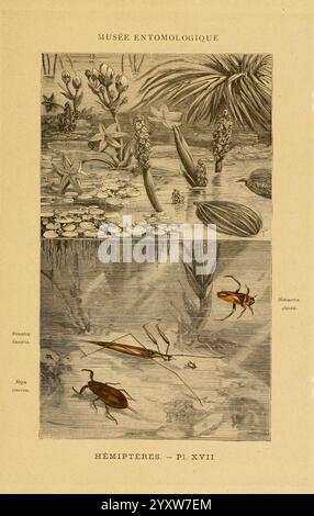 Les insectes Paris J. Rothschild 1878. classification entomology insects laboratory manuals aquatic Hemiptera Heteroptera Arthropoda arthropod, A detailed illustration showcasing the diverse aquatic ecosystem, featuring various plants and insects native to a freshwater environment. The upper section highlights a variety of flora, including star-shaped blossoms and broad leaves, set amid lily pads and other water plants. Below, the focus shifts to a closer look at Hemiptera, displaying notable water insects, including different species resting on the water's surface and partially submerged. Thi Stock Photo
