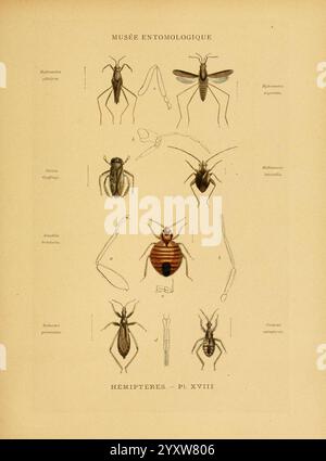 A comprehensive study of the Hemiptera order of insects, detailing ...