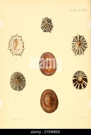 Conchologia Iconica, or Illustrations of the Shells of Molluscous Animals, London, Reeve, Brothers, 1843-1878, mollusks, pictorial works, shells, A collection of intricately detailed shell illustrations, showcasing a variety of sea shells. The display features six distinct specimens arranged in a vertical formation. The top row highlights two shells; the left shell has a smooth, round shape with a subtle sheen, while the right shell exhibits a striking, spiky pattern resembling a delicate lacework. The second row features four additional shells; on the left, a beautifully patterned shell with Stock Photo