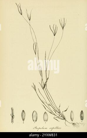 Species Graminum, Petropoli, Impensis Academiae Imperialis Scientiarum, 1828-1836, gramineae, pictorial works, grasses, A detailed illustration of the plant species *Paspalum capillare*, featuring its elongated stem topped with delicate flowering spikes. Below the stem, four distinct seeds are depicted, showcasing their varying shapes and sizes. The stylized rendering emphasizes the botanical characteristics, including the slender leaves and the subtle details of the root system, capturing the essence of this grass species in a scientific study. Stock Photo