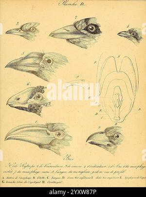 La galerie des oiseaux, Paris, Carpentier-Méricourt, 1834, birds, pictorial works, This illustration features a series of detailed anatomical drawings showcasing various bird heads, highlighting the diversity in beak shapes and structures. Each drawing is labeled with letters and numbers for reference, demonstrating different angles and aspects of the birds' skulls. The image emphasizes the unique adaptations of the beaks, likely indicating their functional significance in feeding and ecological niches. Accompanying annotations provide insights into the classification and characteristics of th Stock Photo