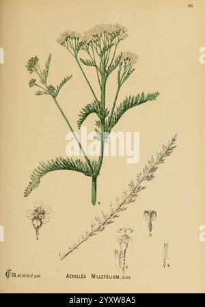 American medicinal plants, New York, Boericke & Tafel, c1887, botany, medical, United States, Achillea millefolium, medical botany, The illustration features the plant Achillea millefolium, commonly known as yarrow. The main stem is depicted with delicate, finely dissected leaves and clusters of small, white flowers. Accompanying the main illustration, there are labeled figures showcasing various parts of the plant: the flower heads, leaves, and seeds. The detailed botanical elements highlight the plant’s characteristics, illustrating its intricate structure and form, along with a botanical la Stock Photo