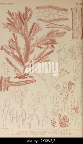 Icons of Japanese Algae, v. 2, Tokyo, Kazamashobo, 1907-1942, algae ...