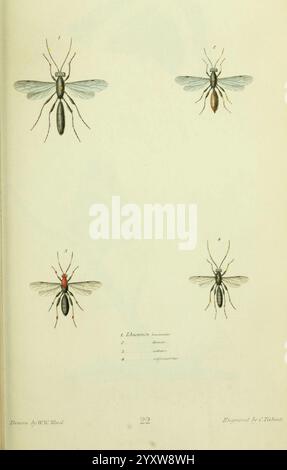 American Entomology Boston, Estes & Lauriat, [1859?], Insects, North ...