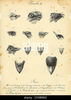 La galerie des oiseaux, Paris, Carpentier-Méricourt, 1834, birds, pictorial works, This illustration displays a series of detailed sketches showcasing various bird heads and beak structures. Each specimen is numbered and labeled, highlighting the diversity of bird anatomy. The arrangement emphasizes differences in size, shape, and features, contributing to an understanding of avian biology. The illustration is part of a scientific study, intended to aid in the classification and identification of these species. Stock Photo