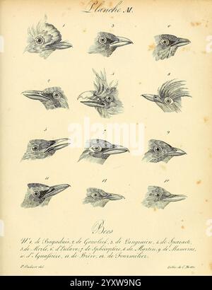 La galerie des oiseaux, Paris, Carpentier-Méricourt, 1834, birds, pictorial works, The illustration features a series of detailed drawings showcasing various bird head profiles. Each numbered section highlights distinctive features such as beak shapes, feathering details, and eye placements, illustrating the diversity among different bird species. The arrangement allows for direct comparison, emphasizing variations in morphology from one bird to another. The meticulous artwork demonstrates a scientific approach to ornithology, capturing the essence of avian anatomy and the intricacies of their Stock Photo