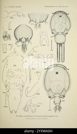 North American parasitic copepods, belonging to the family Caligidae, Washington, Govt. Print, 1905-, North America, Copepoda, Caligidae, The illustration showcases detailed anatomical diagrams of the male and female specimens of Lepidopterus dissimulatus. Each labeled figure highlights various aspects of their morphology, including dorsal and ventral views, head structures, and appendages. The illustration serves as a scientific reference for studying the characteristics and differences between the sexes, with clear numbering for identification of specific features and parts, contributing to Stock Photo