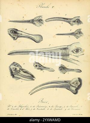 La galerie des oiseaux, Paris, Carpentier-Méricourt, 1834 birds, pictorial works, An illustration depicting various renditions of marine fish skulls, showcasing their distinct anatomical features. Each specimen is numbered and labeled, providing insight into their unique structures, including elongated snouts and prominent eyes. The study emphasizes the diversity in shape and form among different species, highlighting the intricate details of jawbones and teeth. This educational resource serves as an informative reference for ichthyology, illuminating the complexities of fish morphology. Stock Photo