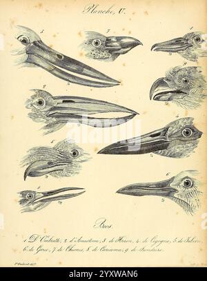 La galerie des oiseaux, Paris, Carpentier-Méricourt, 1834, birds, pictorial works, The illustration displays a series of detailed anatomical sketches of various cephalopods, showcasing their distinct head and tentacle structures. Each specimen is meticulously labeled with a corresponding number, highlighting the diversity among the species. The designs include both the overall shape and specific features, such as the beak and eye placement, emphasizing the intricate biological adaptations of these marine creatures. This depiction serves as a study of cephalopod morphology, providing insight in Stock Photo