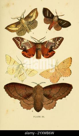 Six species of butterfly and two species of moth, all members of the ...