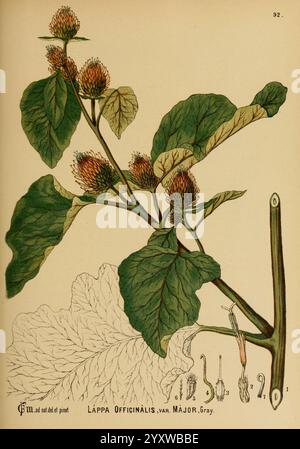 American, medicinal, plants, New York, Boericke & Tafel, c1887, botany, medical, United States, Arctium lappa, medical, botany, The illustration depicts the plant Lappa Officinalis, variety Major, commonly known as greater burdock. The plant features large, broad leaves with a textured surface. Clusters of small, greenish-brown flowers are shown blooming atop the stem, which is sturdy and upright. The roots, often recognized for their medicinal properties, are indicated at the bottom left, showcasing their characteristic thickness. Detailed botanical labels accompany the image, providing scien Stock Photo