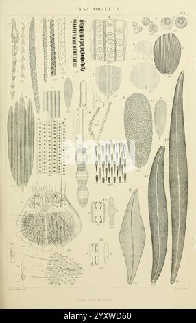 The micrographic dictionary, London, J. Van Voorst, 1883, dictionaries, microscopes, microscopy, natural history,, A collection of detailed scientific illustrations showcasing various test objects used for microscopic examination. The image displays an array of intricate shapes and patterns, including elongated and oval forms, spirals, and layered structures. Each object is numbered and labeled for reference, demonstrating the diversity of microscopic life and structures. This visual representation highlights the complexity and beauty of these small entities, which may include diatoms, algae, Stock Photo