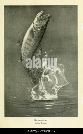 Fisherman's lures and game-fish food New York, C. Scribner's Sons, 1920 Food Fishing Fishes, A rainbow trout leaps out of the water, displaying its shimmering scales and vibrant striations. The fish is captured mid-air, just above the surface, where the water creates a splash, illustrating the power and dynamic movement of the scene. The background is subdued, focusing attention on the trout's graceful form and the energy of its jump. Below the fish, ripples radiate outwards, emphasizing the impact of its ascent. Accompanying the illustration is the label ''Rainbow-trout'' followed by its scie Stock Photo