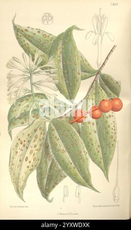 Curtis's Botanical Magazine London New York Botanical Illustration Botany Periodicals Pictorial Works Plants Ornamental Matilda Smith Dracaena Godseffiana Gold Dust Dracaena Dracaena Surculosa Coast of Guinea Women in Science Matilda Smith, A detailed botanical illustration showcasing a vibrant plant with distinctive, speckled green leaves. The leaves are broad and have an intricate pattern of light and dark spots, adding to their unique texture. Accompanying the leaves are delicate white flowers depicted at the top, featuring elongated petals and a central cluster of stamens. Toward the cente Stock Photo