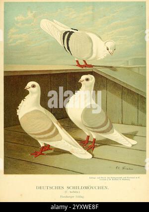 Pigeon Color Variations Three white pigeons with red feet and beaks walk gracefully across a ...