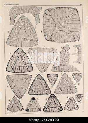 Atlas der Diatomaceen-Kunde Leipzig O.R. Reisland 1874-19. Atlases Bacillariophyceae, The composition features a collection of intricate geometric patterns, each numbered and organized into a grid-like arrangement. The designs showcase various triangular shapes adorned with delicate lines and abstract forms, some exhibiting symmetrical features while others display more organic, flowing patterns. Notable elements include circular details integrated within the triangles and unique textures that suggest a blend of precision and natural randomness. The overall visual presentation invites explorat Stock Photo