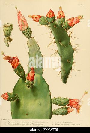 The Cactaceae Washington, Carnegie Institution of Washington, 1919-1923, Cactaceae, classification, pictorial works, The New York Botanical Garden, Mary Emily Eaton, Mary Emily Eaton, 5, Nopalea cochenillifera, Nopalea auberi, Nopalea dejecta, Meeaton, women in science, The illustration features various parts of the Nopalea cochenillifera, commonly known as the prickly pear cactus. It showcases the upper sections of flowering joints, complete with vibrant red and pink blossoms that contrast against the green pads of the cactus. Each part is labeled clearly, providing a detailed anatomical view Stock Photo