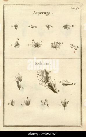 This illustration from Joseph Pitton de Tournefort’s 1717 work depicts ...