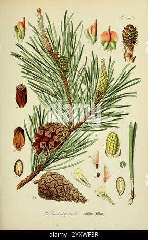 Flora von Deutschland, Österreich und der Schweiz. Gera, Zezschwitz, 1903-, plants, Germany, Austria, Switzerland, floras, Pinus sylvestris, Christmas trees, The illustration features a detailed botanical study of a pine branch, showcasing various elements of the plant. Prominent in the center is a cluster of needles, characteristic of the pine species. Surrounding the branch are several pine cones in different stages of maturity, highlighting their varied shapes and sizes. Smaller illustrations include seeds and pollen cones, providing a comprehensive view of the reproductive structures. Each Stock Photo