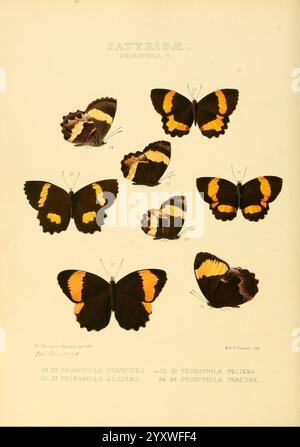 Illustrations of new species of exotic butterflies London, John Van Voorst, 1856-1876. butterflies, geographical distribution, lepidoptera, pictorial works, speciation, A collection of intricately detailed illustrations showcasing various species of butterflies from the genus Pronophila. Each specimen is labeled with a numerical identifier, highlighting their unique markings and color patterns. The butterflies exhibit vibrant hues of orange, yellow, and black, with symmetrical wing formations that illustrate the diversity within the species. The arrangement showcases both the upper and lower s Stock Photo