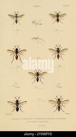 Études sur la famille des Vespidae Paris, V. Masson, 1852-1858 Eumenes Hornets Pollen Wasps Vespidae Wasps Museum of Comparative Zoology, This illustration features a range of meticulously detailed depictions of various species of bees, each labeled with specific scientific designations. The images showcase the distinct physical characteristics of the bees, including their body shapes, color patterns, and wing structures. Measuring scales are provided alongside the illustrations, allowing for comparative analysis of sizes. The arrangement of the bees emphasizes their diversity, highlighting fe Stock Photo