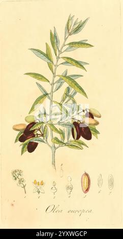 Flora Medica, oder, Abbildung der wichtigsten officinellen Pflanzen Jena, August Schmid, 1831 [i.e. 1829-1831], Medicinal Plants, The New York Botanical Garden, Pictorial Works,, The image features a botanical illustration of the Olea europaea, commonly known as the olive tree. It showcases a detailed rendering of the tree's slender, elongated leaves, which are a characteristic feature of the species. Accompanying the main depiction of the branch are different elements such as olives in various stages of ripeness, illustrating their transition from green to a deep, rich black tone. Below the m Stock Photo