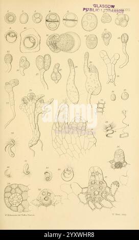 Scientific work on the morphology and biology of the Orchidaceae family ...