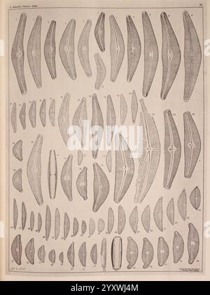 Atlas der Diatomaceen-Kunde, Leipzig, O.R. Reisland, 1874-19, atlases, Bacillariophyceae, An intricate illustration showcasing a series of diatom frustules, which are the silica-based cell walls of microscopic algae. The arrangement features a variety of shapes and sizes, emphasizing their delicate structures and patterns. Each specimen is numbered for reference, indicating a systematic classification. This representation serves as a visual study of these fascinating microorganisms, highlighting their biological diversity and intricate design in a scientific context. Stock Photo