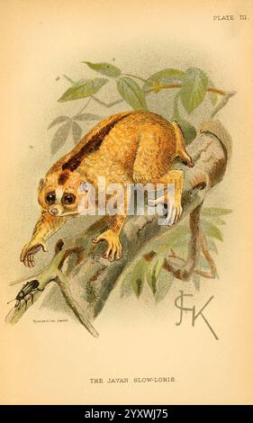 Wild slow loris in natural habitat, photographed in a controlled ...