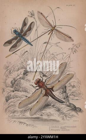 The naturalist's library, Edinburgh, W. H. Lizars, 1833, Entomology, Insects, Bugs, The illustration features three distinct species of dragonflies beautifully rendered in intricate detail. A vibrant blue dragonfly hovers gracefully at the top, showcasing its elongated body and delicate, transparent wings. Below it, a smaller dragonfly with a striking orange and black coloration rests on a rock, its wings spread wide, highlighting the intricate patterns and textures. The third dragonfly, positioned to the side, displays bright yellow markings on its body and larger, rounded wings. Surrounding Stock Photo