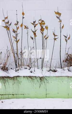 Milkweed stalks in fron of The Flamingo Club building in the old African-American resort of Idlewild, Michigan, USA [No release; editorial licensing o Stock Photo