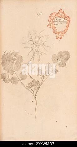 Flora Berolinensis Berlin Die Schule 1757-1758 Tordylium Syriacum Berlin Botany Germany Nature Prints Pictorial Works Plants Specimens, A botanical illustration featuring a delicate plant with intricately detailed leaves and blossoms. The plant's stem is slender, supporting several circular leaves that showcase a soft texture. A prominent flower, composed of slender petals radiating from a central point, adds an elegant touch to the illustration. Adjacent to the plant, there is a decorative emblem or seal, hinting at its historical context and significance, with stylized script accompanying it Stock Photo
