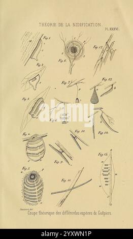 Études sur la famille des Vespidae, Paris, V. Masson, 1852-1858, Eumenes, Hornets, Pollen Wasps, Vespidae, Wasps, Museum of Comparative Zoology, The caption depicts a collection of scientific illustrations related to the theory of nidification, showcasing various forms and structures identified as different species of Guêpiers (bee-eaters). Each figure is meticulously labeled with numbers, providing a detailed representation of the morphological variations and nesting behaviors of these birds. The illustrations highlight distinct features such as nest shapes, placements, and the anatomy of the Stock Photo