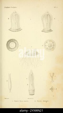Histoire naturelle des zoophytes, Paris, Librairie encyclopédique de ...