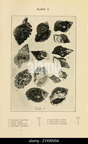 Different shells with names are displayed in front of a plastered wall ...