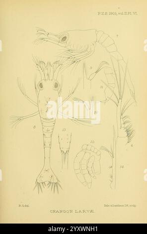 Proceedings of the Zoological Society of London, London, Academic Press Periodicals, Zoology,, An illustration depicting the anatomical details of a Crangon larvae, showcasing various stages and features of its development. The drawing presents distinct aspects of the organism, including its elongated body structure, limbs, and appendages. Specific features, such as the antennae and segmented body parts, are meticulously labeled for clarity. This study serves to enhance the understanding of marine biology and the life cycle of crustaceans. Stock Photo