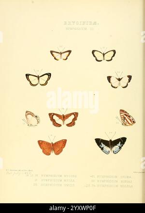 Illustrations of new species of exotic butterflies London, John Van Voorst, 1856-1876, butterflies, geographical distribution, lepidoptera, pictorial works, speciation, A collection of detailed illustrations featuring various species of butterflies, meticulously arranged and labeled for identification. The butterflies showcase a range of intricate patterns and colors, with each specimen numbered for reference. Species such as Nymphidium myone and Nymphidium moulea are highlighted, providing a glimpse into the diversity of butterfly fauna. The layout emphasizes the unique characteristics of eac Stock Photo