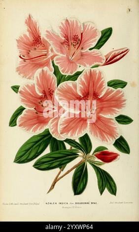 Neerland's Plantentuin v.1 Groningen J. Wolters 1865-1867 botany Netherlands pictorial works plants ornamental Urbana Champaign Rhododendron, This artwork features a vibrant representation of Azalea indica, showcasing clusters of delicate pink flowers with intricate petal detailing. The blossoms exhibit a soft gradient of color, with deeper hues at the center fading outward. Surrounding the flowers are rich green leaves, complementing the floral display. Buds ready to bloom are also included, hinting at the plant's life cycle. The overall composition highlights the beauty and elegance of this Stock Photo